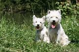 WESTIE 314
